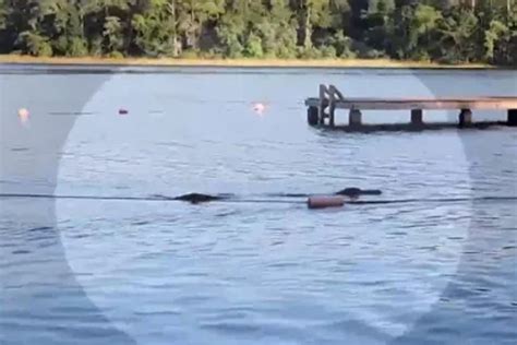 Massive alligator charges at Texas Girl Scout troop during swim